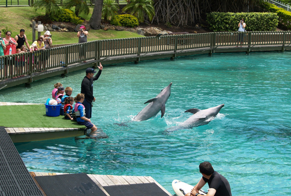 Sea World dolphins