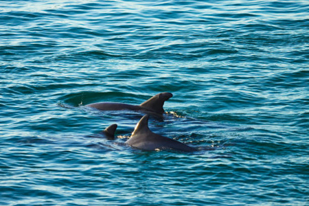Spot dolphins on our sightseeing tour