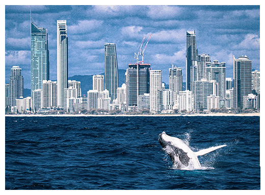 Whale watching with Gold Coast city in background.